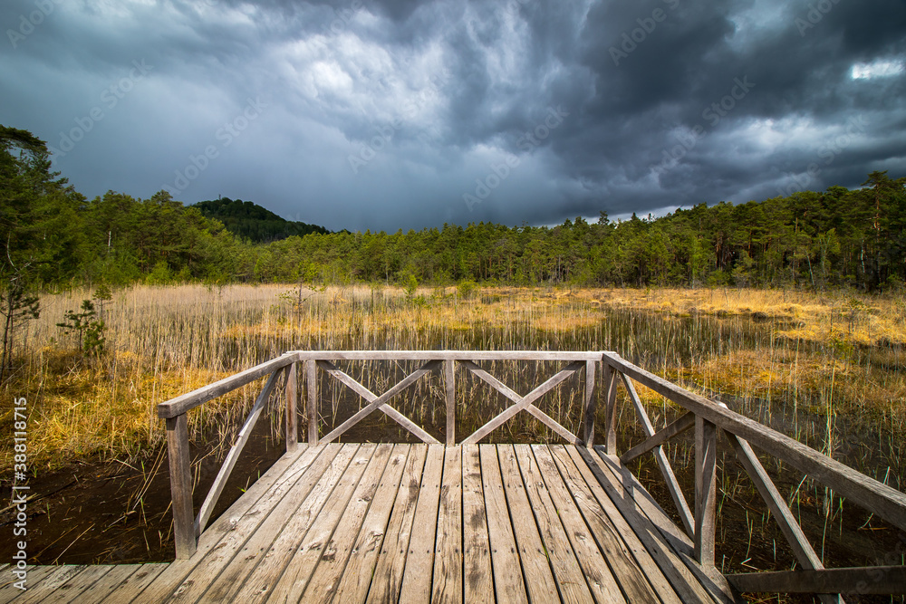 Swamp, National Natural Landmark by the Macha lake, Czech Republic