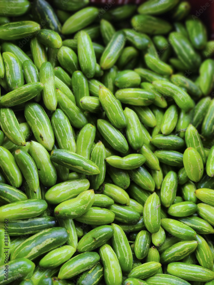 Fresh Ivy gourds/pointed gourds in the Vegetables market Fresh Ivy gourds/pointed gourds in the Vegetables market