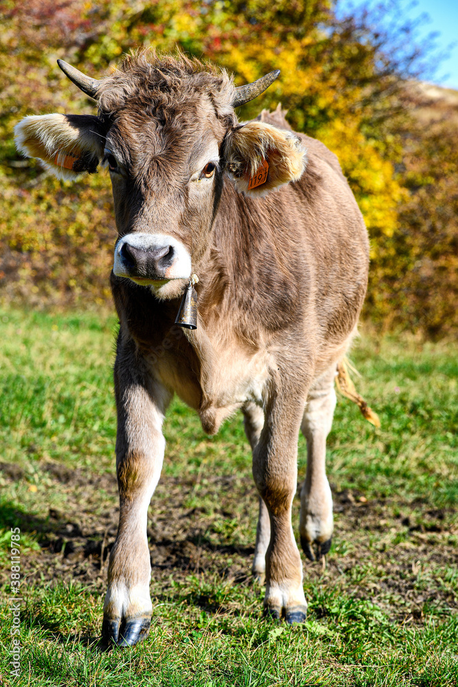 Mucca a Valbona Mucca a Valbona