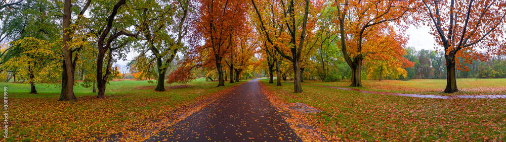 Naklejka premium Panorama over city park with different trees in Autumn colors at rainy day with heavy sky, Magdeburg, Germany.