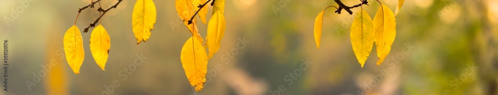 autumn scene image. panoramic view of autumnal colours leaf on sunset colorful bokeh background. 