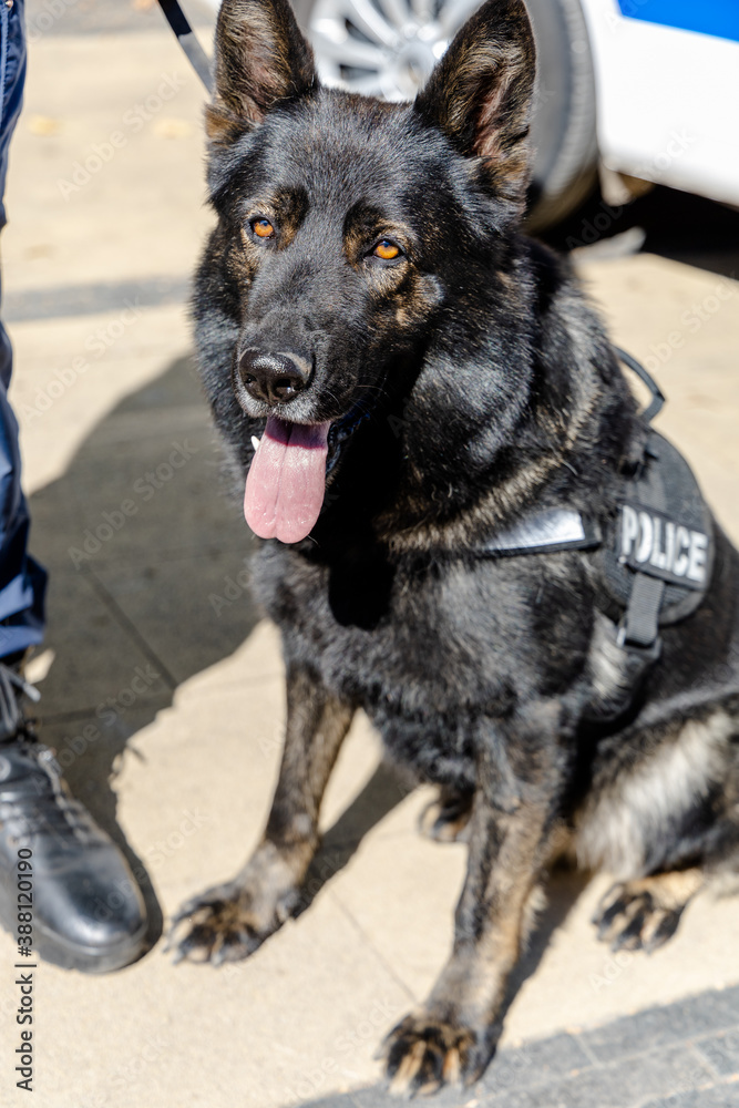 German shepherd happy police dog with orange eyes
