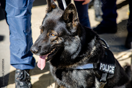 German shepherd happy police dog with orange eyes