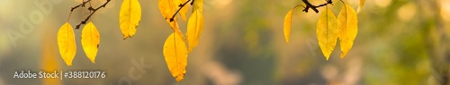 autumn scene image. panoramic view of autumnal colours leaf on sunset colorful bokeh background. 
