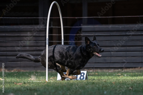 Hund im Hoopers Parcour