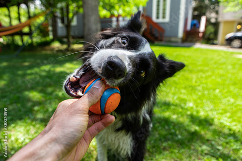 Selective focus of hands of male owner, holding ball in lawn playing with joyful pet border collie having toy in mouth and ready to play