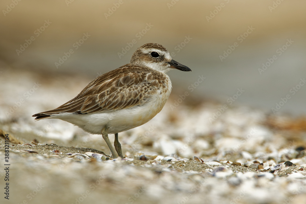 Charadrius obscurus aquilonius - New Zealand dotterel - tuturiwhatu on the beach in New Zealand, also called New Zealand Plover, Red-breasted Plover, maori names Tuturiwhatu, Pukunui, Kukuruatu