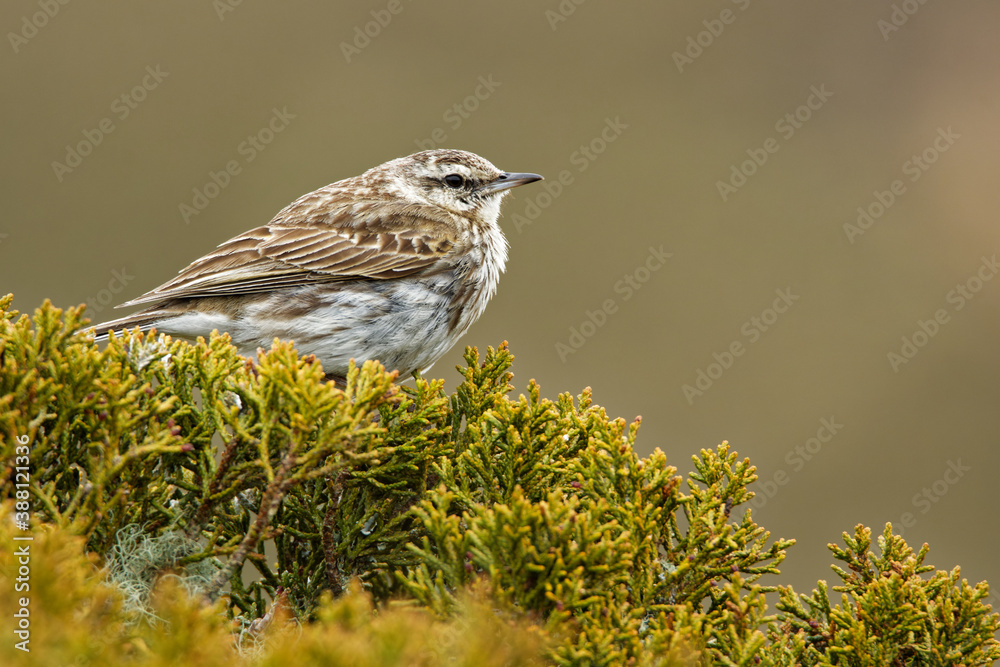 Fototapeta premium Australasian pipit - Anthus novaeseelandiae small passerine bird of open country in Australia, New Zealand and New Guinea. It belongs to the pipit genus Anthus in the family Motacillidae