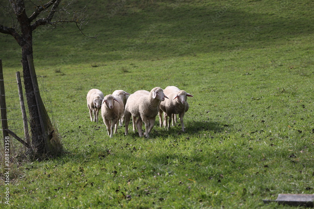 A herd of white sheep grazes on a fenced pasture A herd of white sheep grazes on a fenced pasture