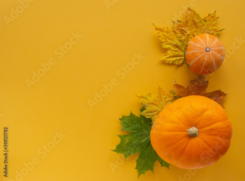 Pumpkins and maple leaves on yellow background. Autumn, Halloween, thanksgiving concept. Flat lay, top view, copy space