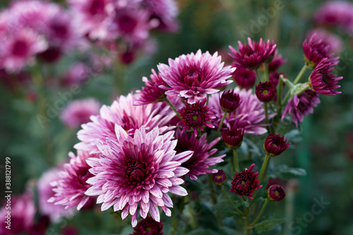 Beautiful colorful pink chrysanthemum in green leaves. Bush of chrysanthemums. Garden plants..