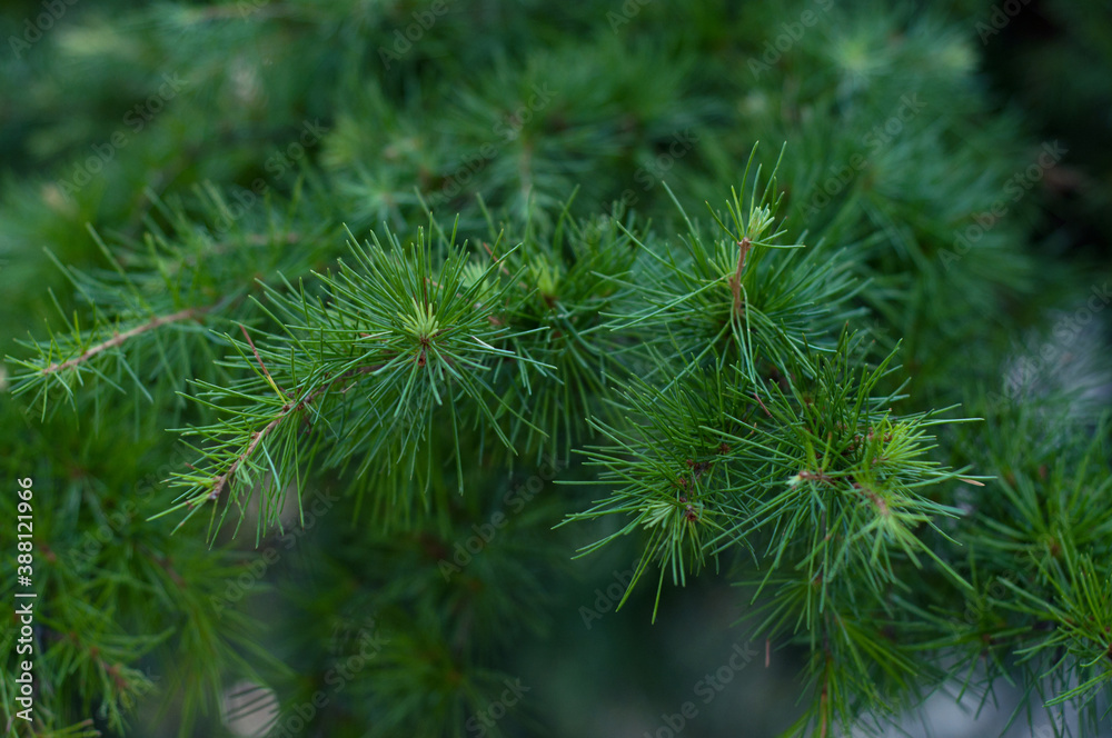 Green pine branches coniferous needles background closeup..Blur. Green pine branches coniferous needles background closeup..Blur.