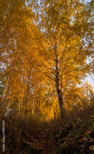 autumn in the forest, autumn trees in the Park, Golden leaves on the birch