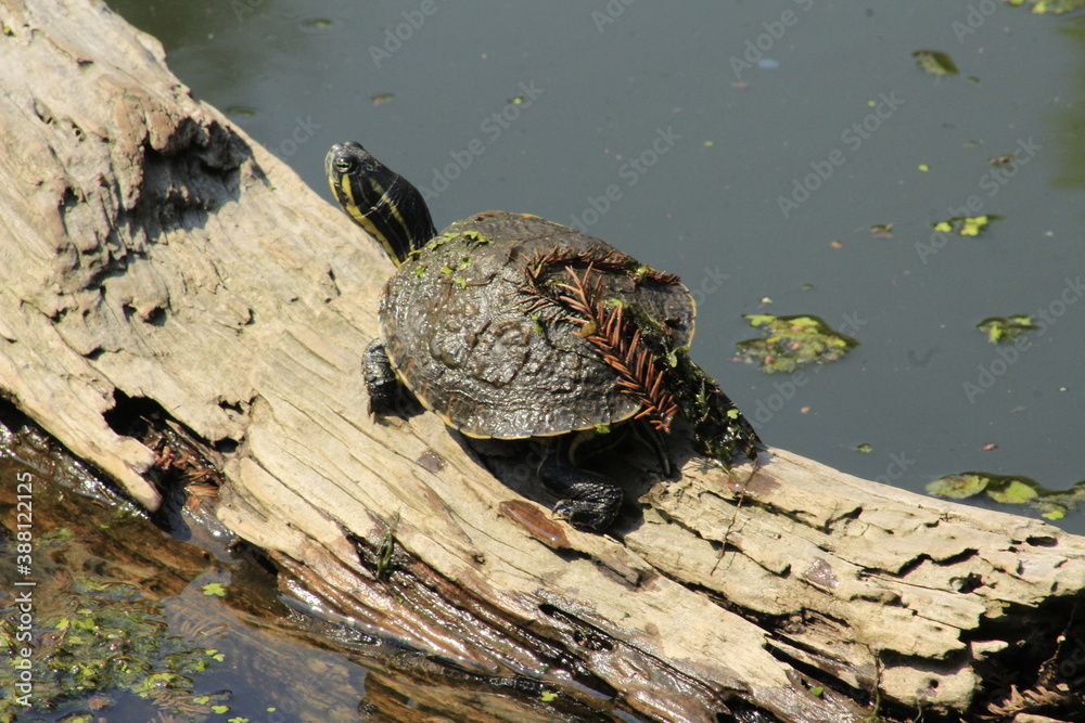 Fototapeta premium Tomando el Sol en un Tronco