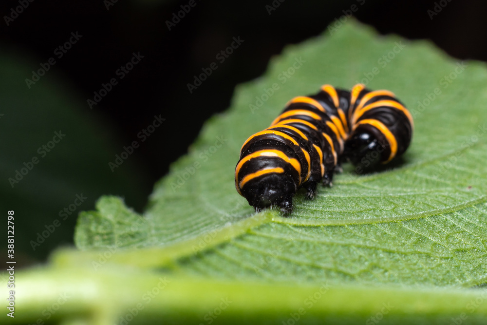 Naklejka premium Caterpillar