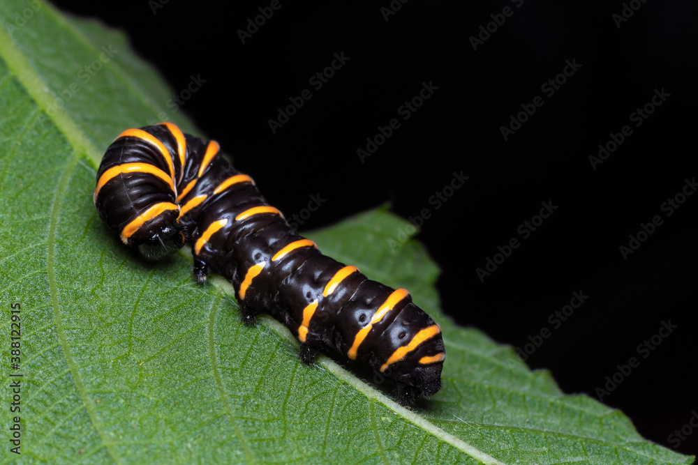 Naklejka premium Caterpillar