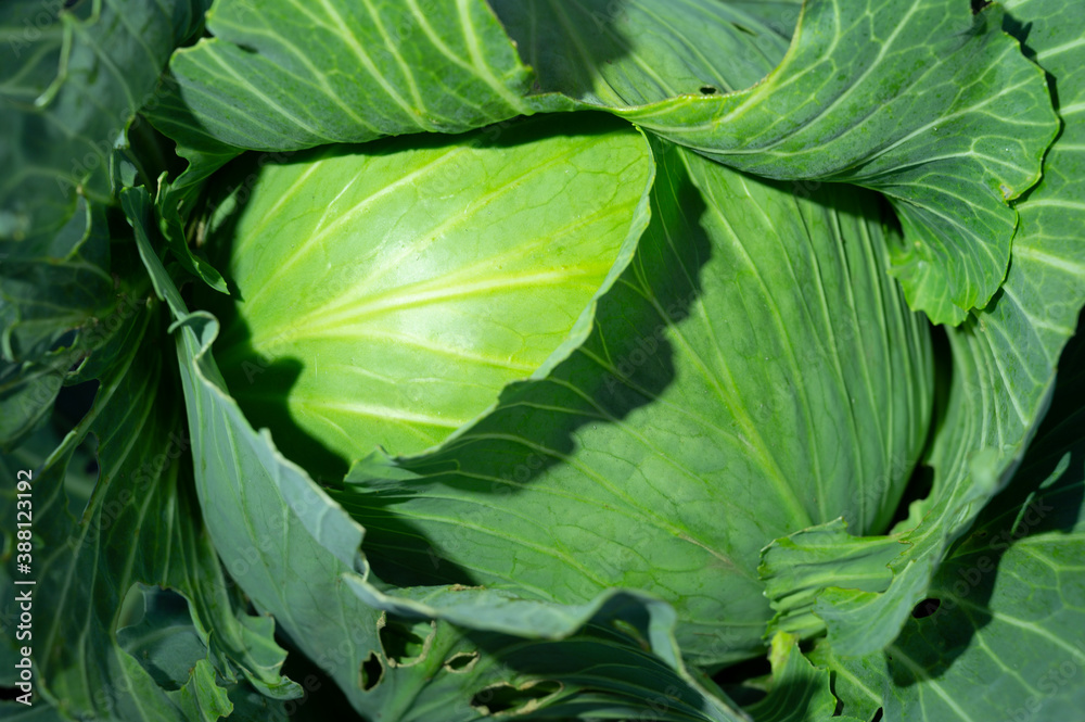 Fototapeta premium head of cabbage on a bed