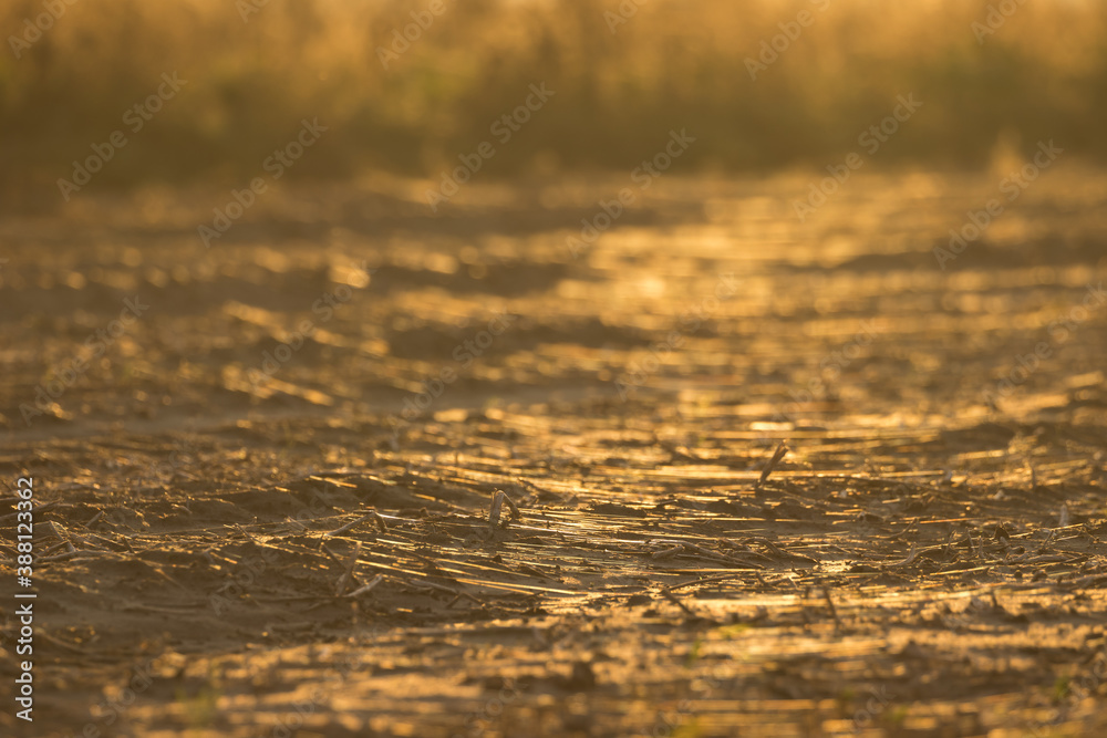 Obraz premium Indian summer at sunset