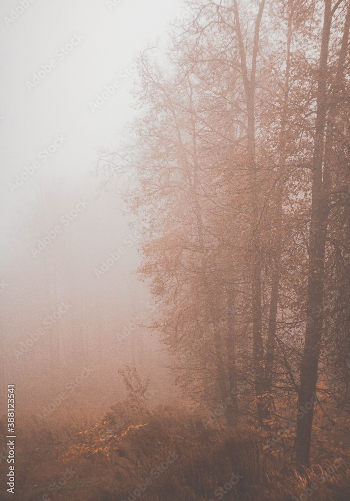 Foggy scenery in street photos.