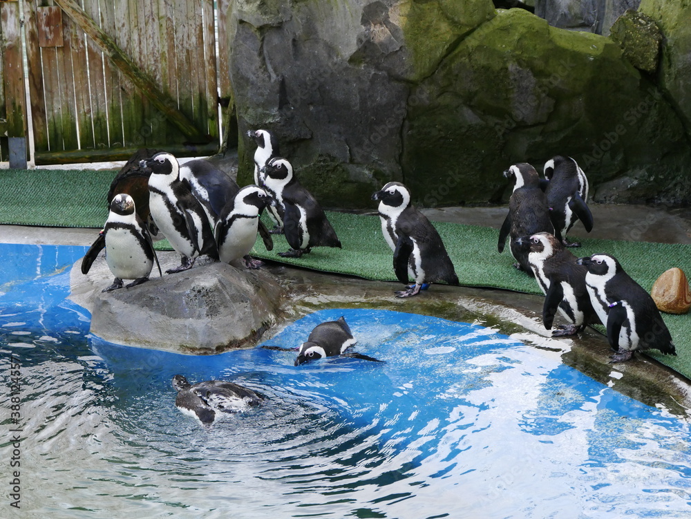 Fototapeta premium Aves