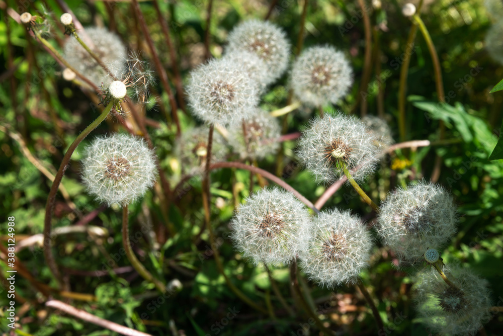 Many fluffy dandelions in the garden Many fluffy dandelions in the garden