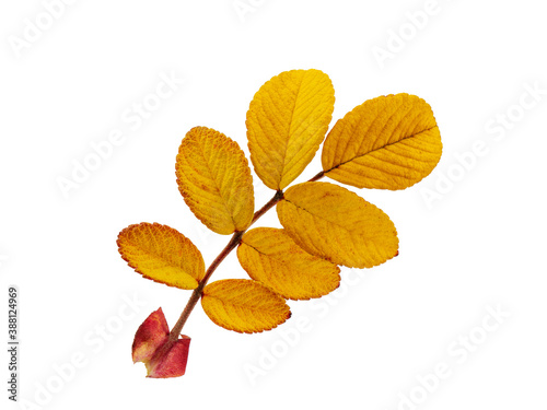 autumn rosehip leaf  isolate on a white background
