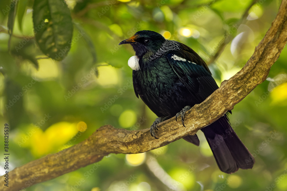 Prosthemadera novaeseelandiae - Tui endemic New Zealand forest bird sitting on the branch in the forest and singing Prosthemadera novaeseelandiae - Tui endemic New Zealand forest bird sitting on the branch in the forest and singing