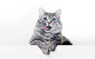 Funny large longhair gray kitten with beautiful big blue eyes lying on white table. Lovely fluffy cat licking lips. Free space for text.