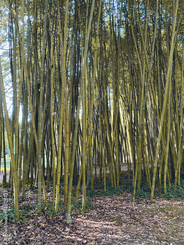 Paise de un Bosque de bambú  en Bertiz, Navarra, España, Europa