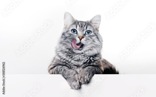 Funny large longhair gray kitten with beautiful big blue eyes lying on white table. Lovely fluffy cat licking lips. Free space for text.