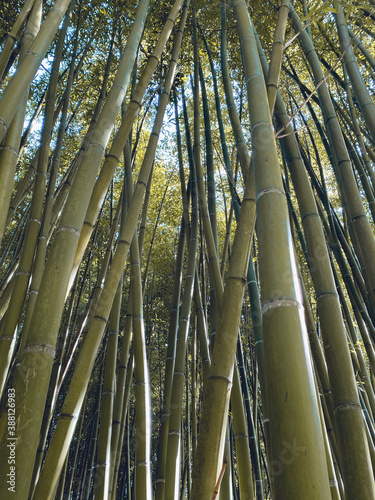 Paise de un Bosque de bambú  en Bertiz, Navarra, España, Europa