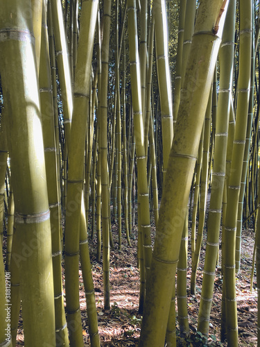 Paise de un Bosque de bambú  en Bertiz, Navarra, España, Europa