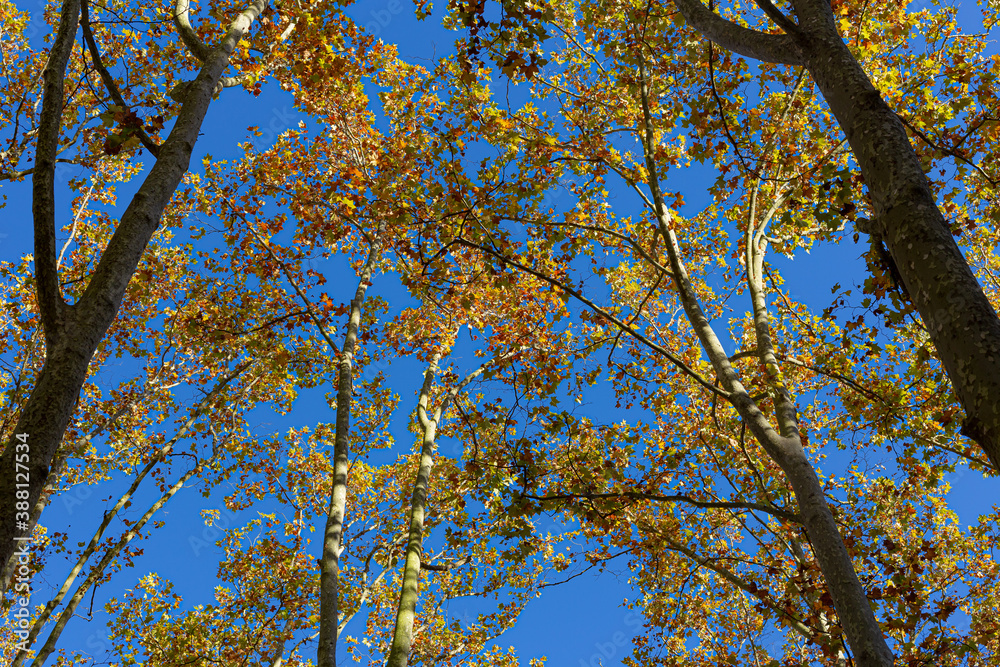Yellow autumn leaves on a tall tree branches on a solid blue sunny sky Yellow autumn leaves on a tall tree branches on a solid blue sunny sky
