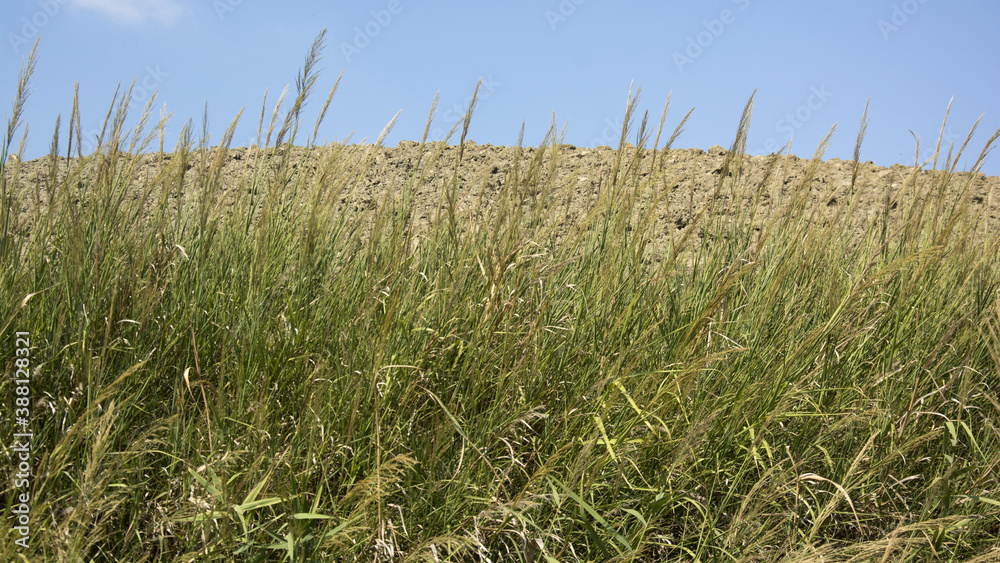 Fototapeta premium erba