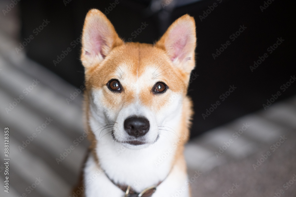 close up portrait of a shiba inu dog close up portrait of a shiba inu dog