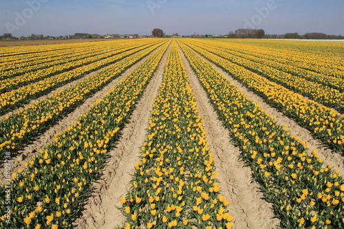 a bulb field with long symmetric rows of yellow tulips in zeeland  the netherlands in springtime