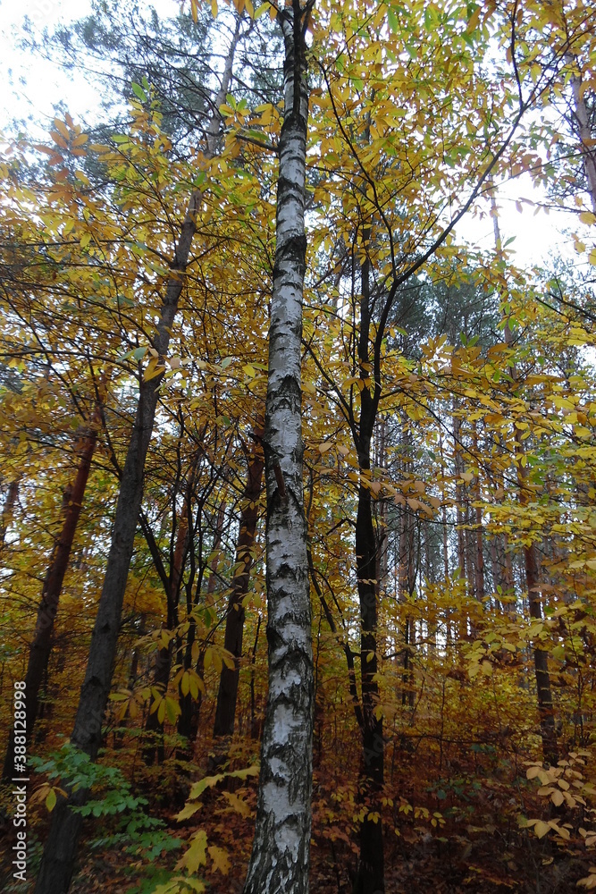 Weiß-Schwarze Rinde einer Birke und gelber herbstlicher deutscher Laubwald.