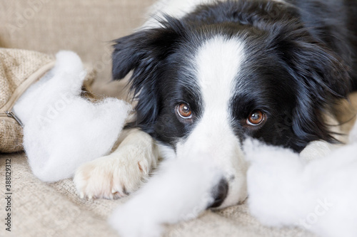 Naughty playful puppy dog border collie after mischief biting pillow lying on couch at home. Guilty dog and destroyed living room. Damage messy home and puppy with funny guilty look. © Юлия Завалишина