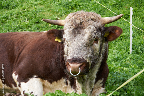 Portrait of a bull with nose ring