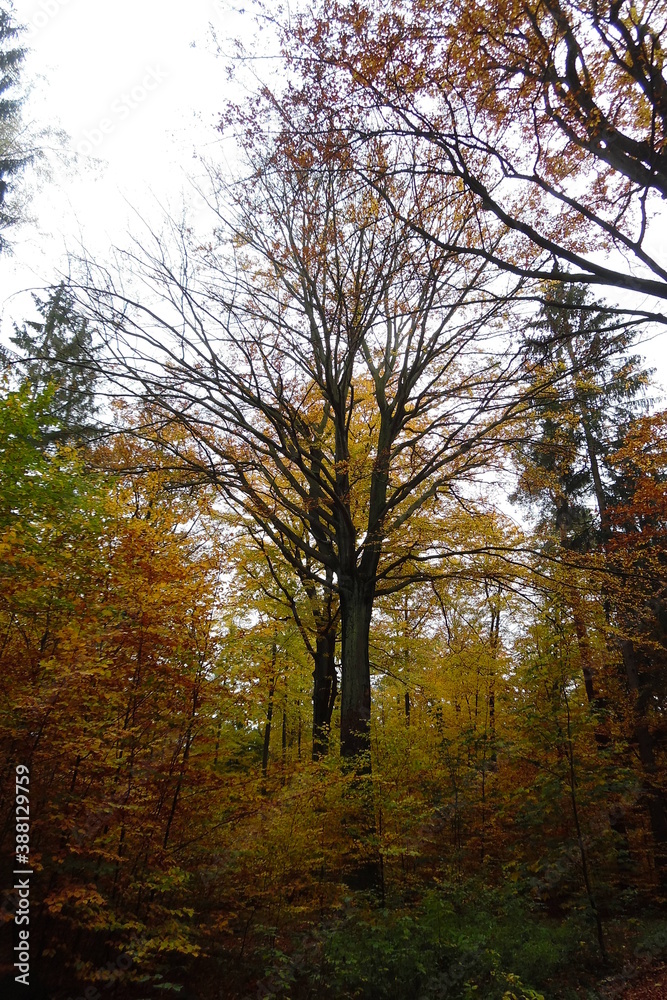 Dunkler schwarzer blattloser Baum in Mitten eines gelben herbstlichen deutscher Laubwaldes.