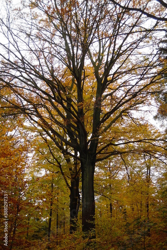 Dunkler schwarzer blattloser Baum. Gelber herbstlicher deutscher Laubwald.