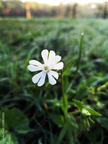 White flowers covered with dew drops in the garden   Silene latifolia Poir.  White Cockle  White campion  Bladder campion  Maidenstears  Evening lychnis  Wide-leaved bladder campion 