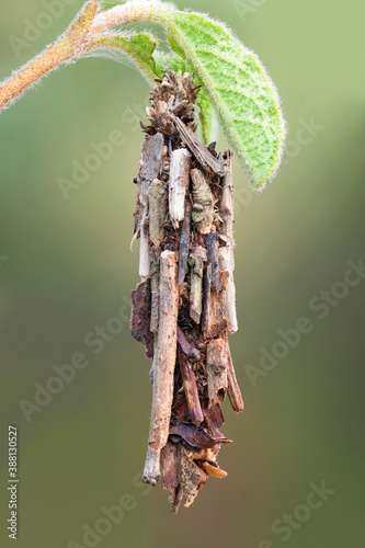 close up of a wooden structure of a bagworm moth larva. photo