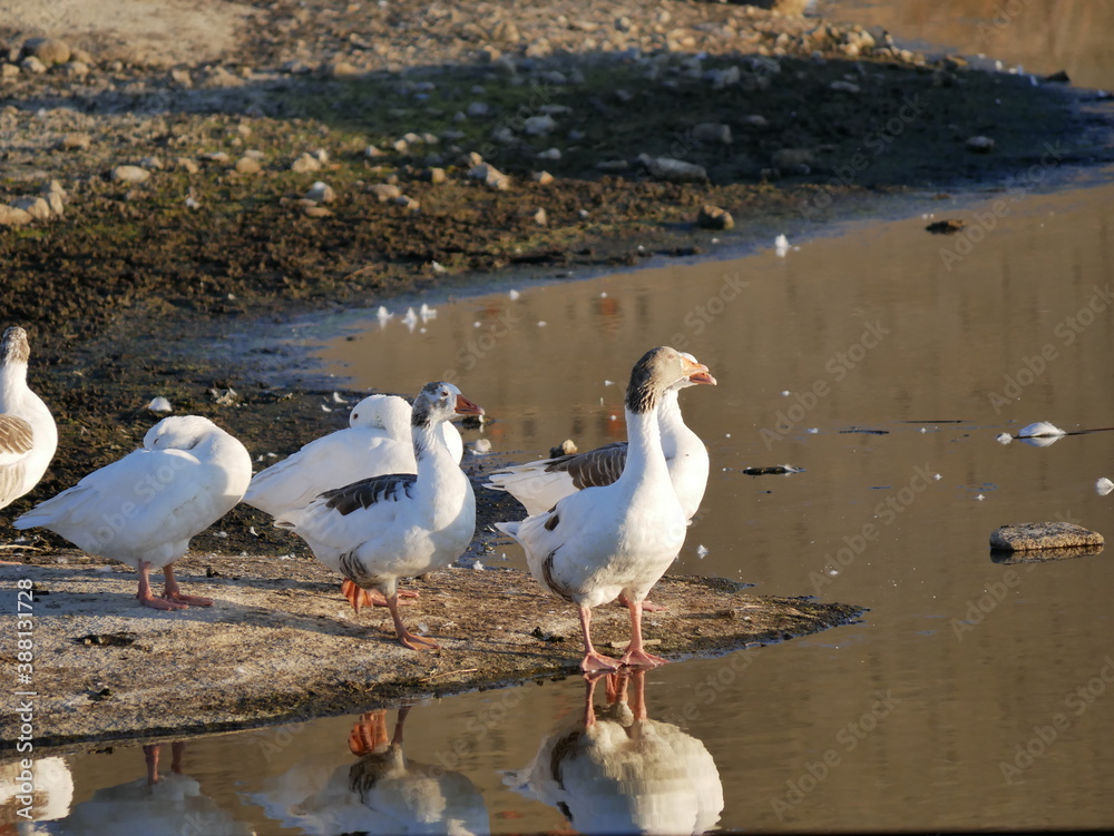 Fototapeta premium Aves