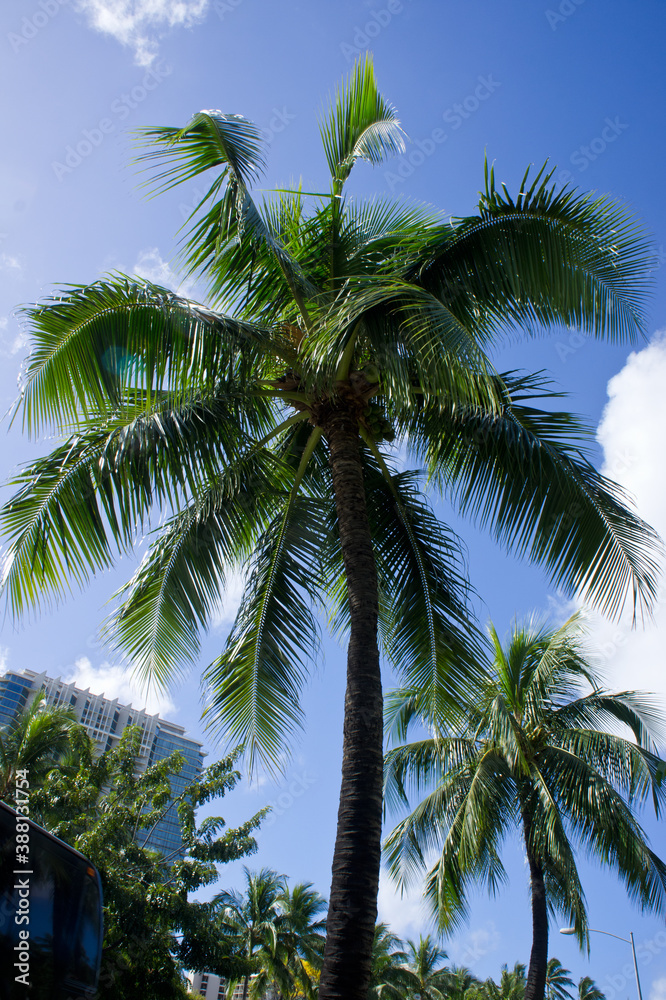 Fototapeta premium 椰子の木