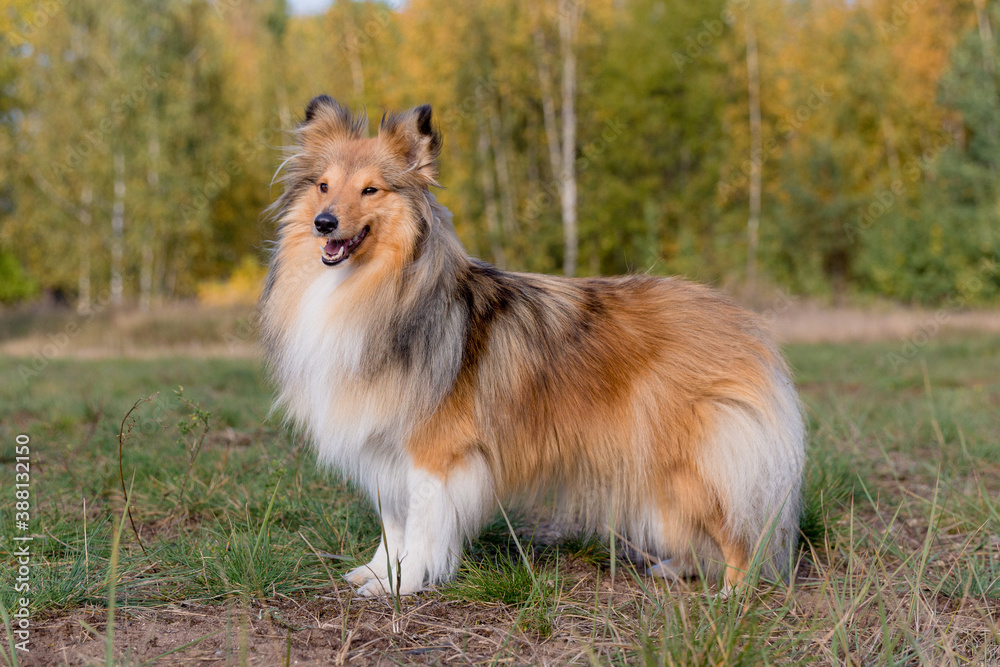 Smiling and fluffy sable white golden shetland sheepdog, sheltie standing in show stand with yellow background. Sable little collie, fur lassie dog pet outdoors autumn time. Perfect companion for kids Smiling and fluffy sable white golden shetland sheepdog, sheltie standing in show stand with yellow background. Sable little collie, fur lassie dog pet outdoors autumn time. Perfect companion for kids