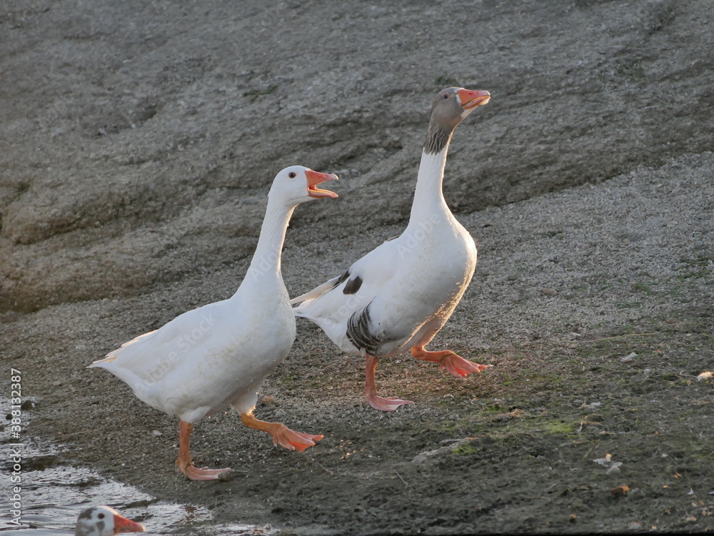 Fototapeta premium Aves