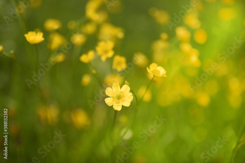 fiore macro natura benessere  © franzdell