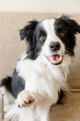 Funny portrait of cute puppy dog border collie on couch. New lovely member of family little dog looking happy and exited, playing at home indoors. Pet care and animals concept. © Юлия Завалишина