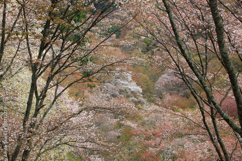 Wallpaper Mural 上千本の桜 Torontodigital.ca